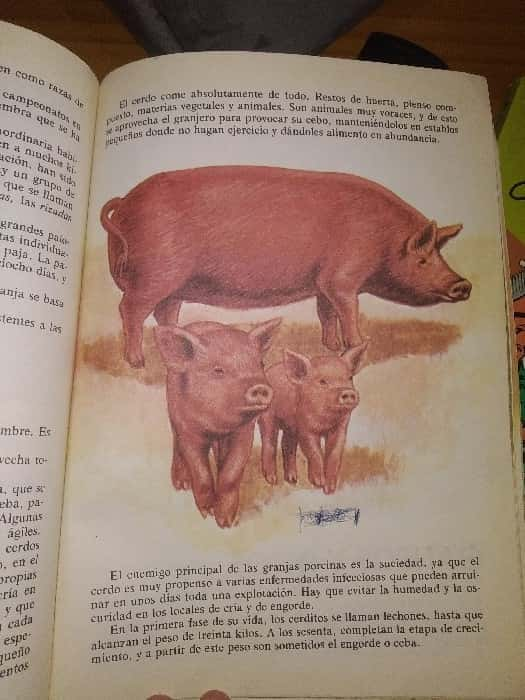 Mi primer libro de animales selva y granja