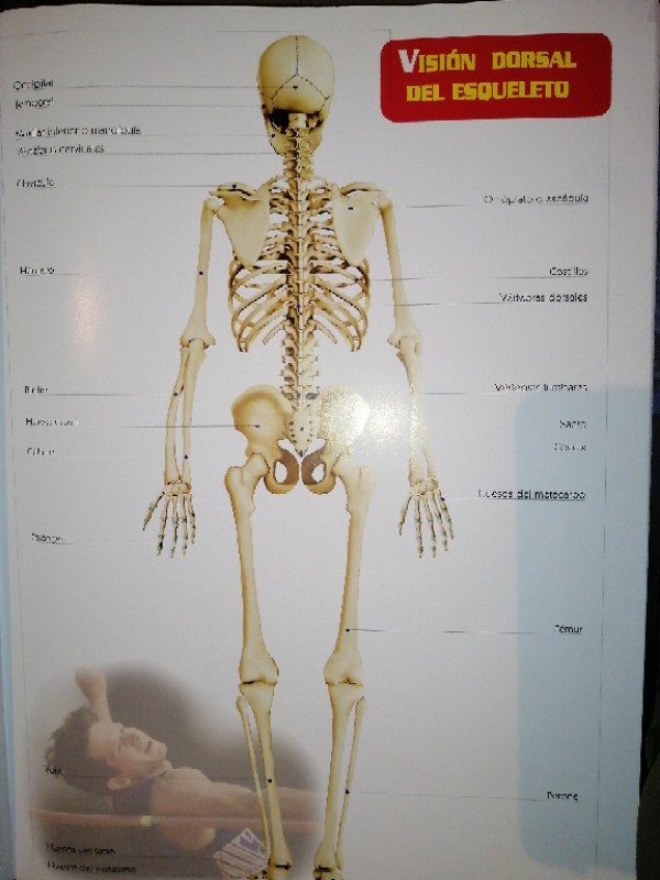 Imagen 2 del libro Guia Visual del cuerpo humano 