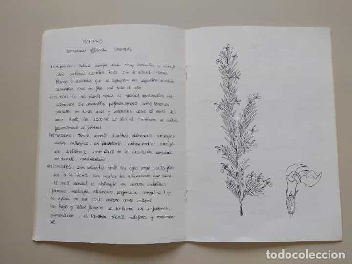 Imagen 2 del libro PLANTAS AROMÁTICAS Y MEDICINALES DE LA SIERRA DE GÁDOR
