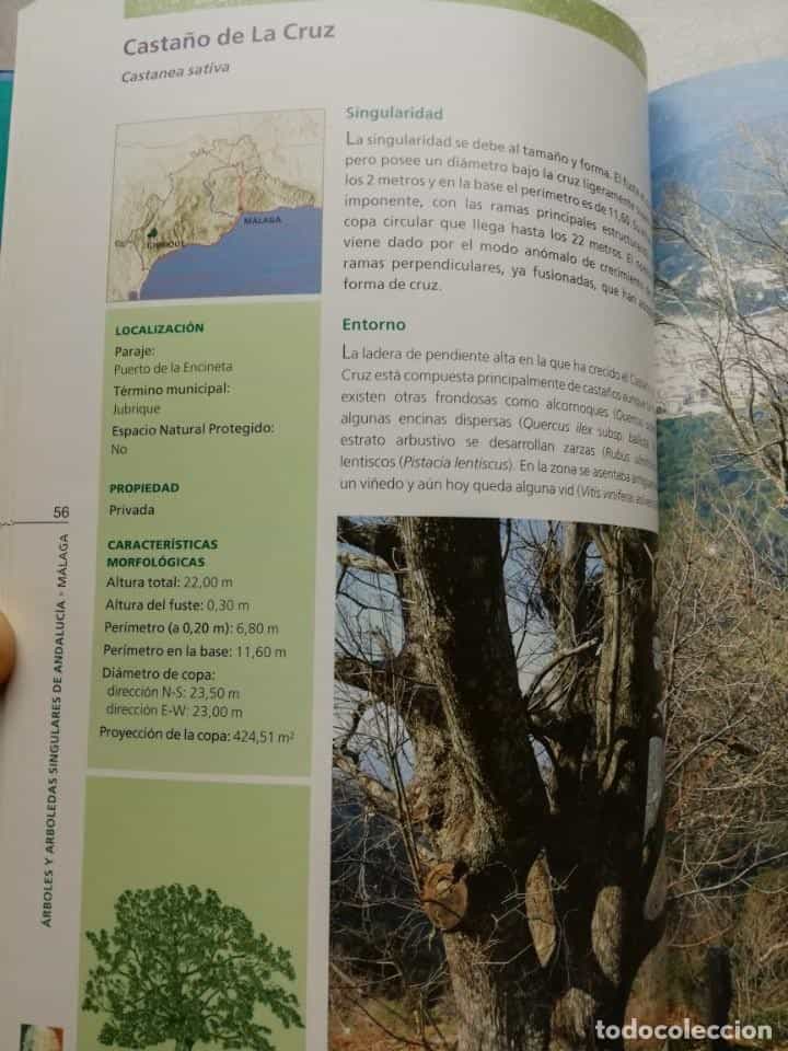 Imagen 3 del libro ARBOLES ARBOLEDAS SINGULARES MALAGA . TAPAS DURAS