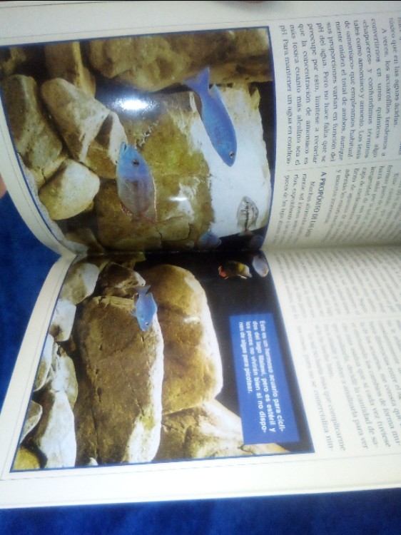 Imagen 2 del libro Ciclidos Del Lago Malawi (Manuales Del Acuario.)