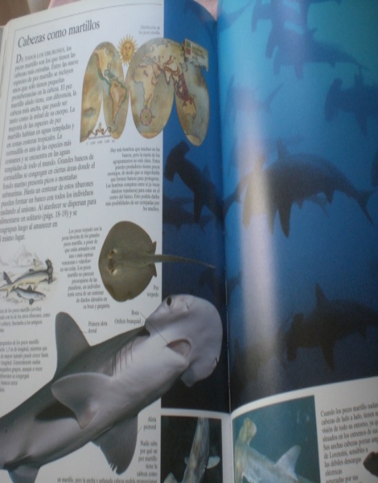 Imagen 2 del libro TIBURONES