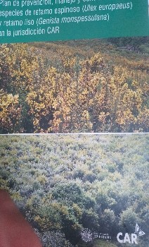 Plan de prevención, manejo y control de las especies de retamo espinoso (Ulex europeus) y retamo liso (Genista monspessulana) en la jurisdicción CAR