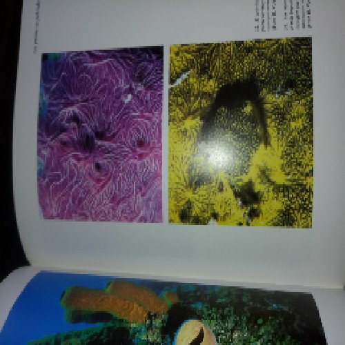 Imagen 2 del libro El arrecife de coral